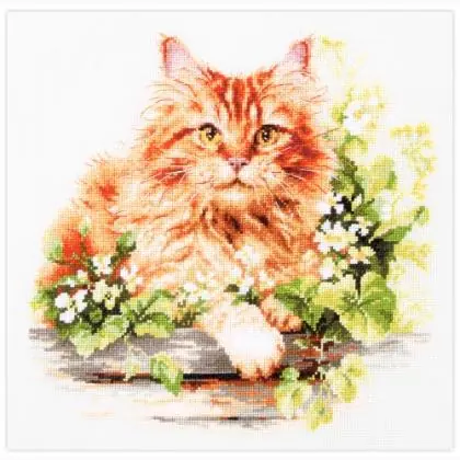 Solo questa settimana - The Ginger Cat