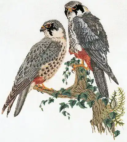 Compra oggi | Falcons