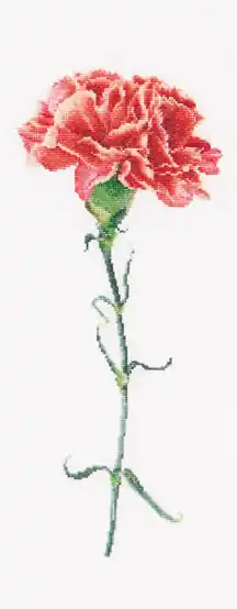 Garofano Rosso - Bianco - Aida - Super prezzo