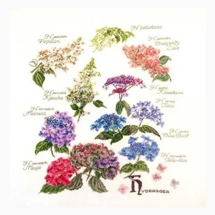 Hydrangea | Reso gratuito