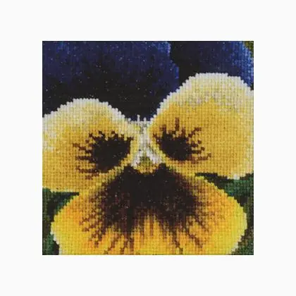 Promozione speciale - Pansy Blue and Yellow