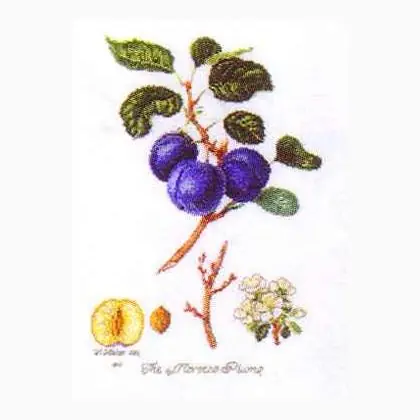 Plum - Novità