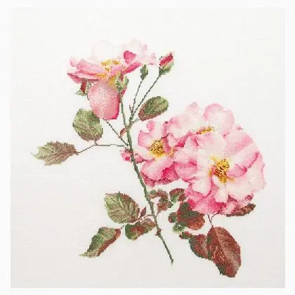 Rosa Leersum - Bianco - Prezzo promozionale