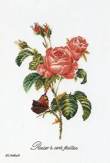 Appena aggiunto | Rosa Redouté - Aida