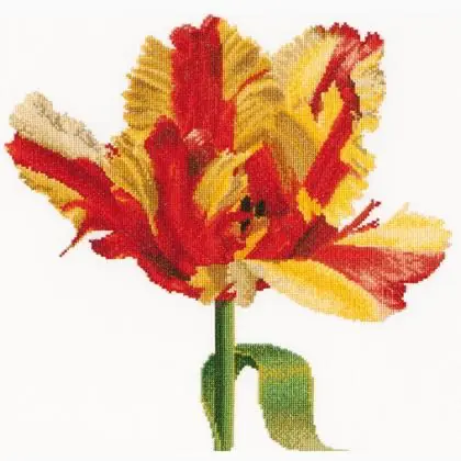 Promozione | Tulipano Pappagallo rosso/giallo - Aida